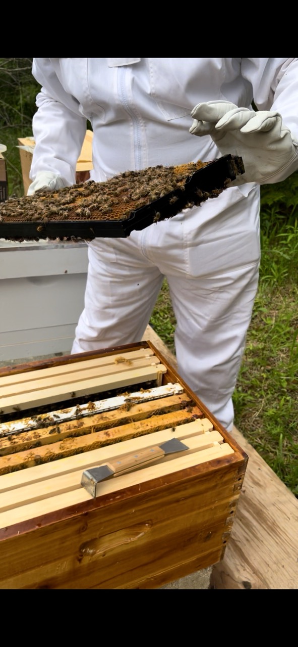 Close-up of hive frame covered in honeybees